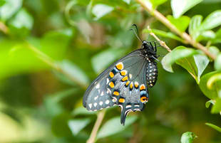 Butterfly photo by Reuben Yau